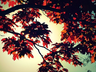 Illustration for article titled Shooting Challenge Fall Leaves Gallery 6